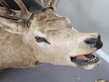 a deer head with antlers on display in a room