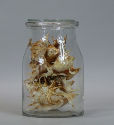 a glass jar with shells inside of it on a table