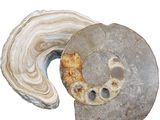 a piece of rock that has been cut in half and is sitting on top of it