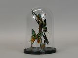 a glass clochet with a bird inside of it
