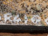 a close up of a piece of cheese on a wooden table