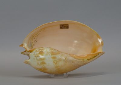 a shell shaped object on a stand on a gray surface