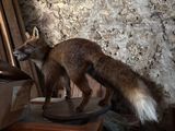 a fox that is standing on top of a table