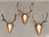trois têtes de cerfs accrochées au mur, avec leurs bois