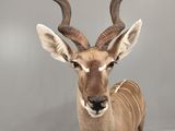 a large antelope standing in the middle of a room