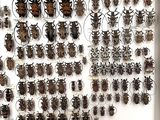 a lot of bugs that are on display in a white frame