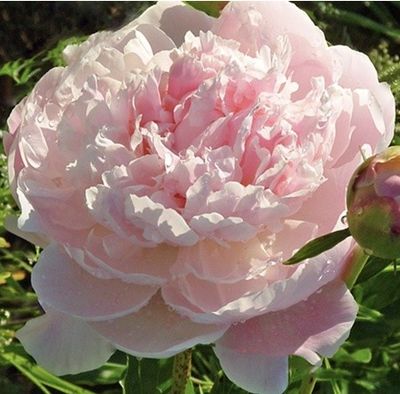 a pink flower that is blooming in the garden