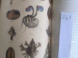 un livre ouvert sur lequel figure une illustration représentant divers animaux marins
