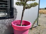un petit arbre dans un pot rose, à côté d'un immeuble