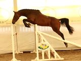 a horse that is jumping over a jump in the air