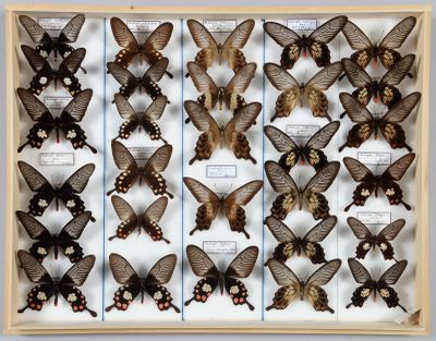 de nombreux papillons exposés dans une vitrine