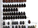 a display case with a lot of different types of earrings