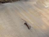 a bug that is sitting on top of a piece of fabric
