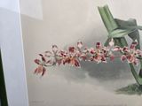 a picture of a picture of a plant with flowers on it