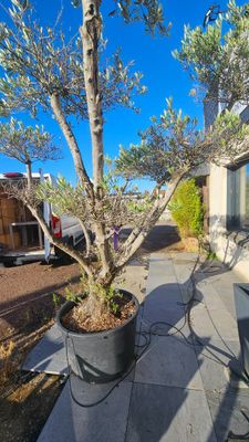 un arbre en pot sur la terrasse, à côté d'une table
