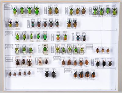 de nombreux insectes exposés dans un cadre blanc
