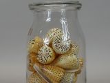 a glass jar with shells in it on a table