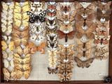 many different types of butterflies displayed in a shadow box