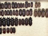 a lot of beetles that are hanging on the wall