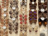 many different types of butterflies on display in a display case