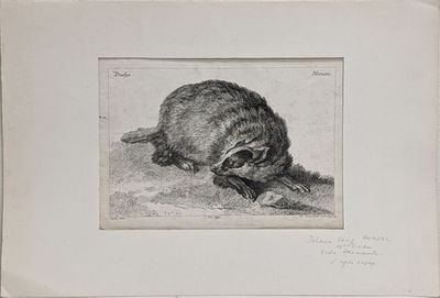dessin représentant un raton laveur allongé par terre, la tête baissée