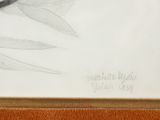 drawing of a dragonfly sitting on top of a white sheet of paper