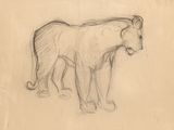 dessin au crayon représentant un lion debout sur une surface plane