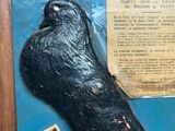 a fake black object on display in a wooden frame