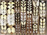 a lot of butterflies that are on display in a box