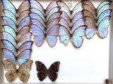 a lot of butterflies that are in a shadow box