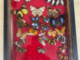 a picture of a display of butterflies in a shadow box