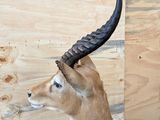 a antelope with long horns on display in a room