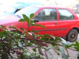 a red car parked in a parking lot next to a bush