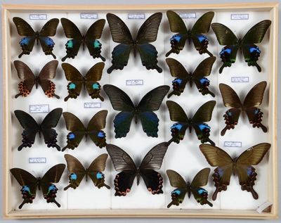 de nombreux papillons disposés dans un cadre en bois