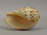 a shell that is sitting on top of a table