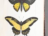an old book with two butterflies on it sitting on a table