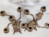 a picture of a bunch of sunflowers hanging from a wall