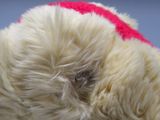 a white teddy bear with a red bow on it ' s head