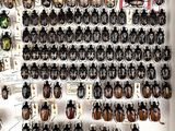 a lot of beetles that are on display in a display case
