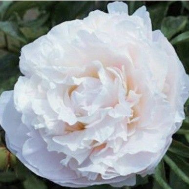une grande fleur blanche qui pousse dans le jardin