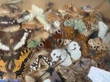 many different types of butterflies in a box