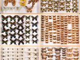 a collection of butterflies and moths in a wooden box
