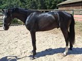 un cheval qui se tient dans le sable près d'une clôture