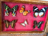 de nombreux papillons exposés dans une boîte-cadre