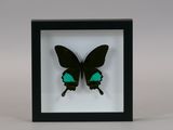 a black and green butterfly mounted in a black frame