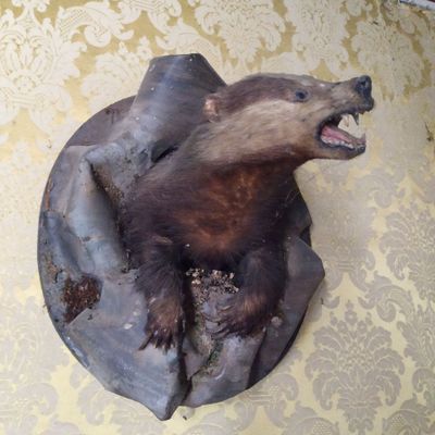 une tête d'ours empaillée accrochée au mur d'une pièce