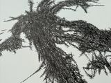black and white drawing of a tree branch in the snow