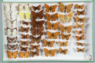 de nombreux types de papillons exposés dans une boîte blanche