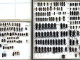 many different kinds of insects on display in a window