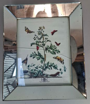 une photo d'une photo d'une plante sur laquelle on voit des papillons
